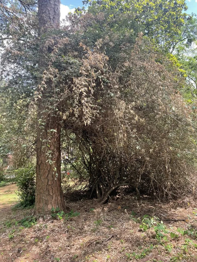 Professional lawn mowing service in Lithonia, GA by G&C Lawncare