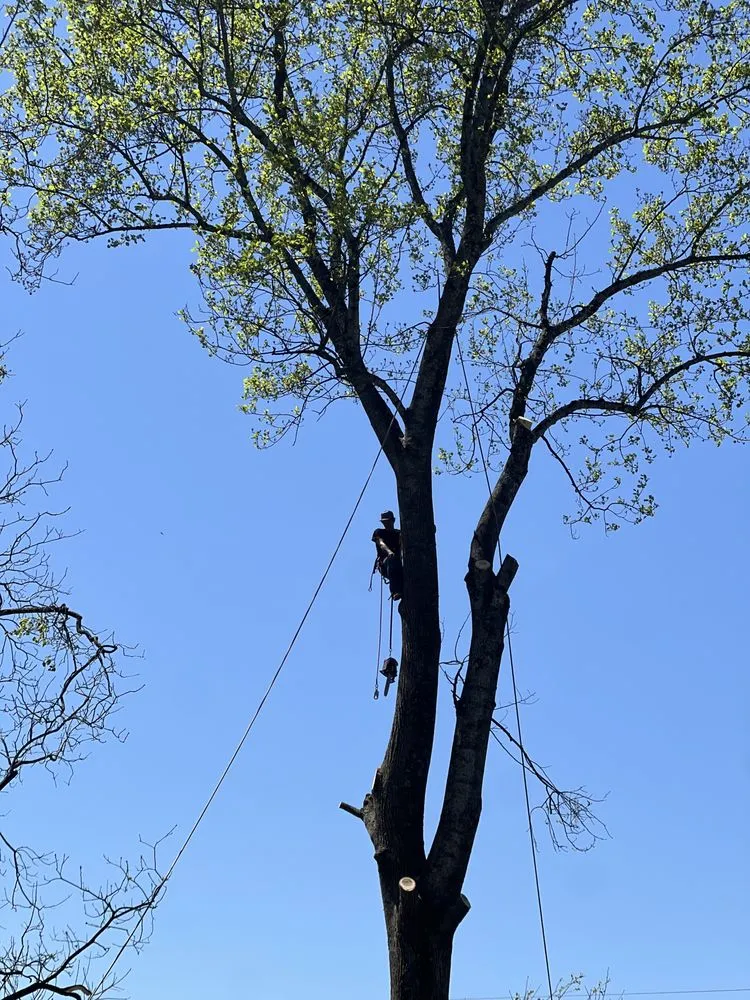 Reliable lawn care service in Hampton, TN by GC Services