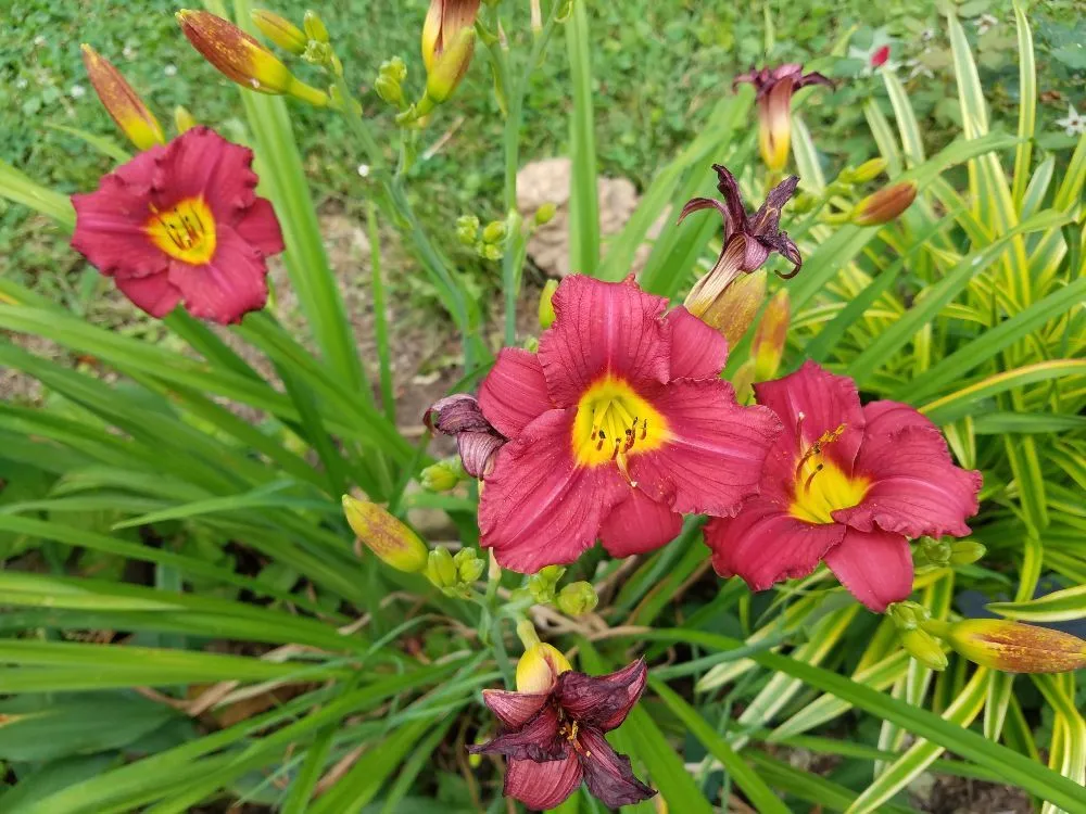 Expert lawn mowing service in Louisville, KY - GCS Property Maintenance