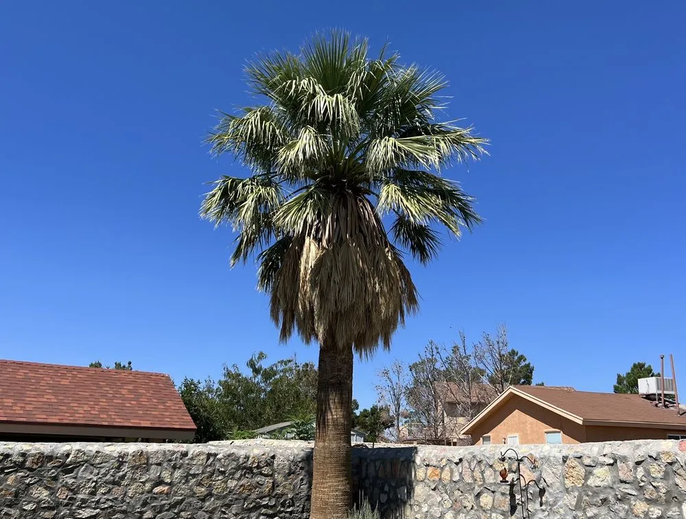 Local landscape design in Canutillo, TX - GD Lawn Care