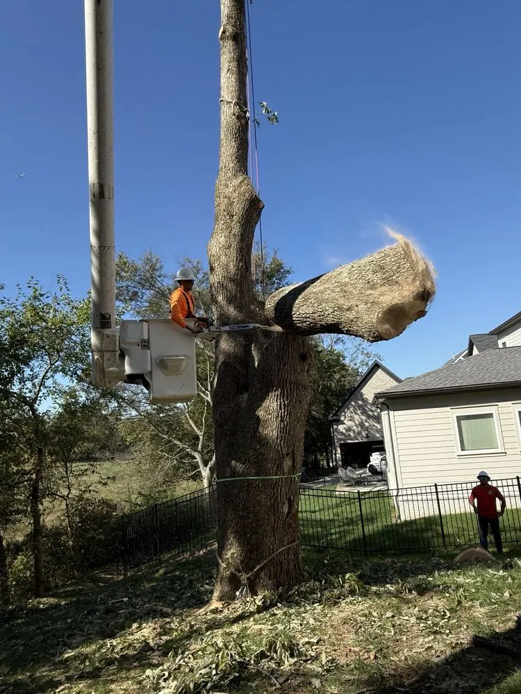 Affordable landscape design in Murfreesboro, TN - Gdb Professional Tree Services