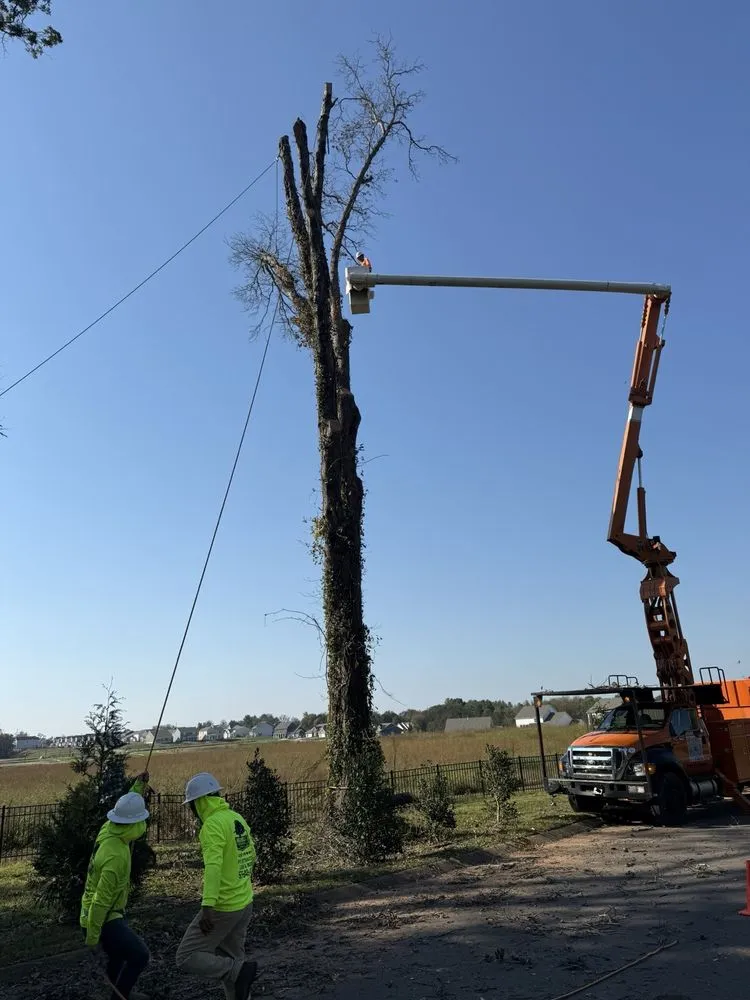 Expert yard cleanup service in Murfreesboro, TN - Gdb Professional Tree Services