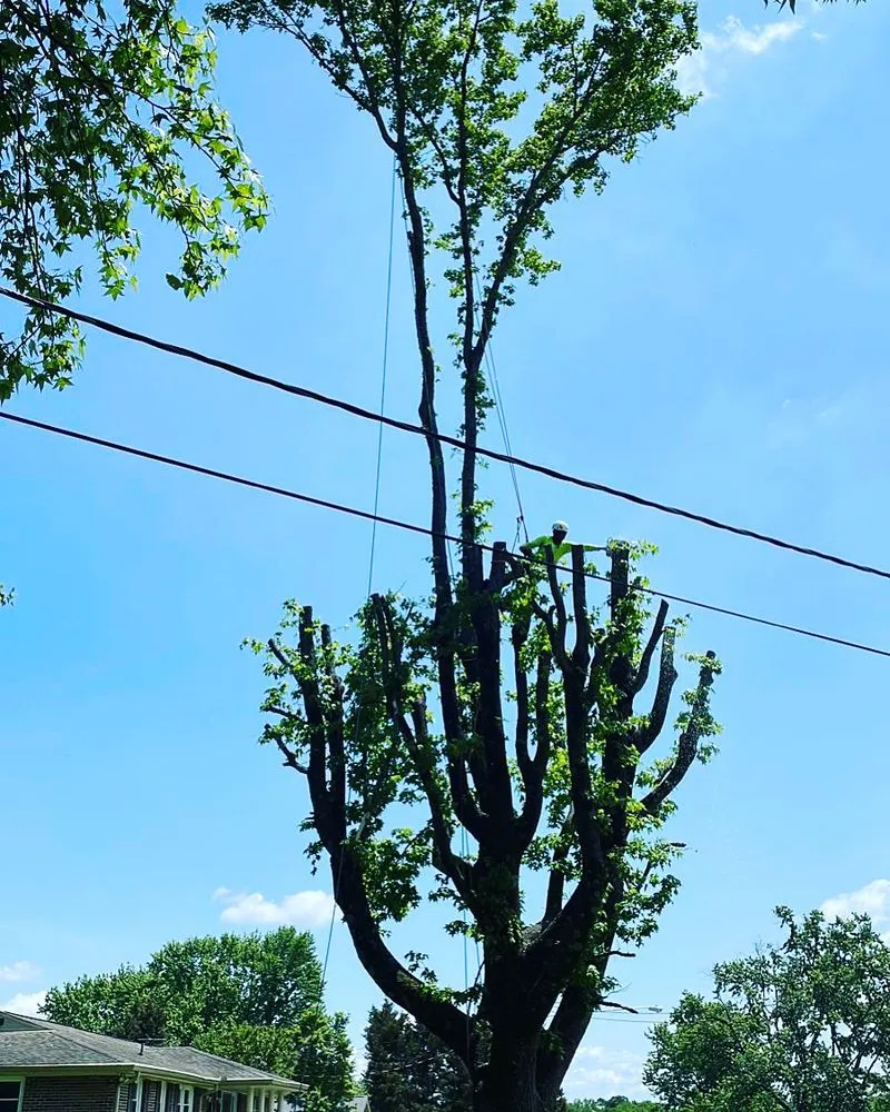 Reliable landscape design experts serving Murfreesboro, TN - Gdb Professional Tree Services