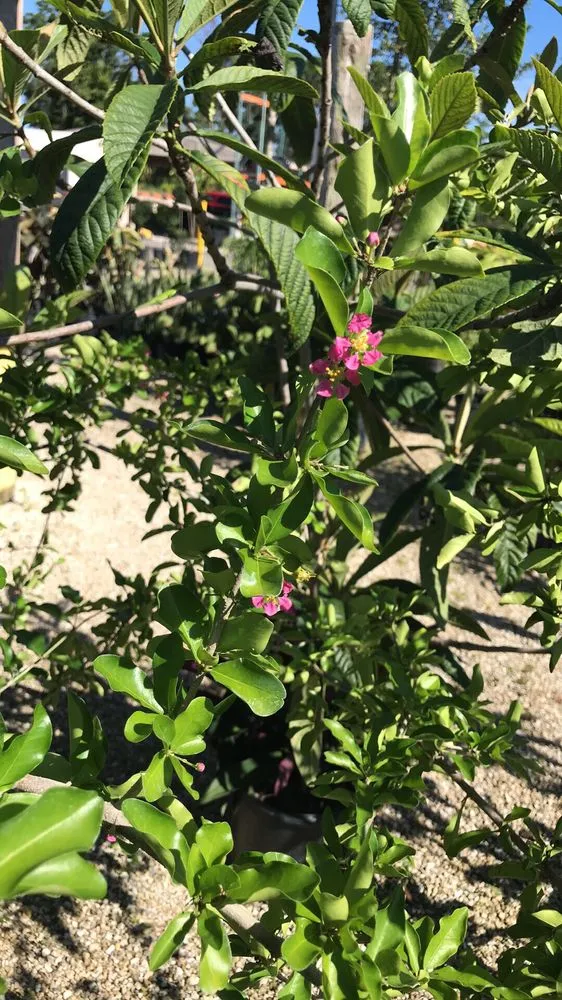 Affordable landscape installation in Lehigh Acres, FL - GDI Nursery & Landscaping