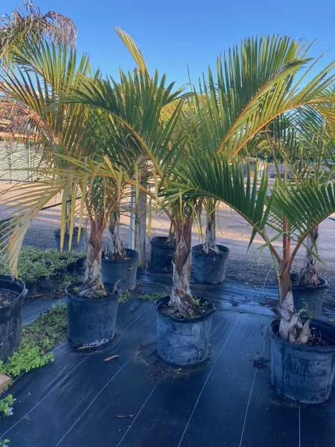 Professional landscaping services for outdoor upgrades across Lehigh Acres, FL - GDI Nursery & Landscaping