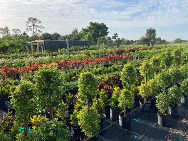 Reliable landscape design with custom design in Lehigh Acres, FL by GDI Nursery & Landscaping