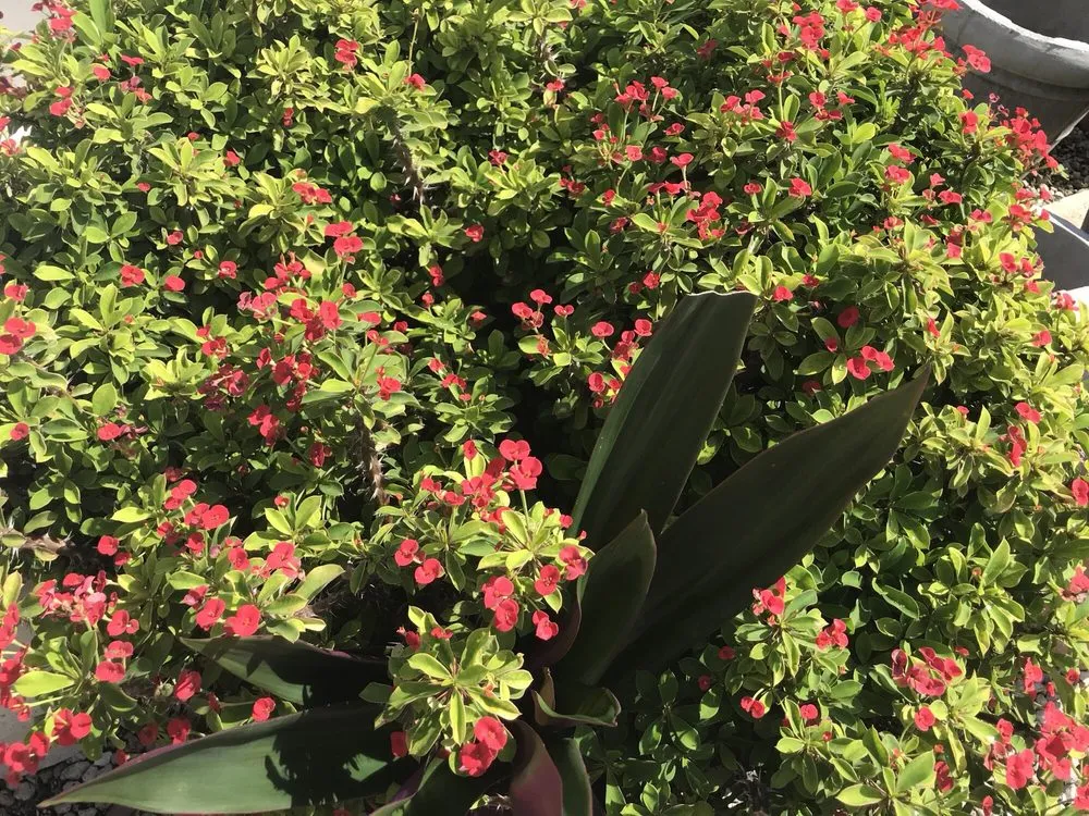 Expert lawn care service in Lehigh Acres, FL by GDI Nursery & Landscaping