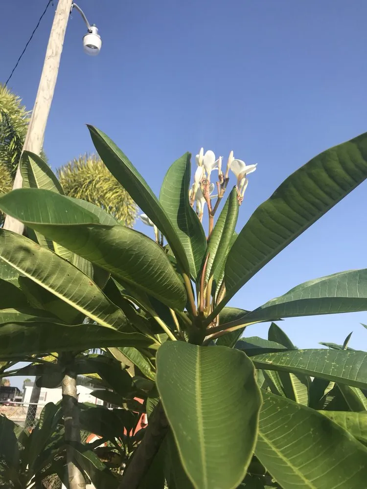 Top-rated landscape installation in Lehigh Acres, FL - GDI Nursery & Landscaping