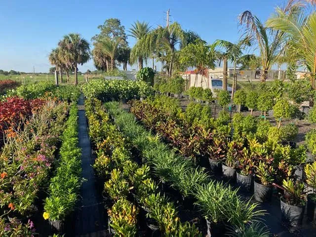 Professional landscape installation experts serving Lehigh Acres, FL - GDI Nursery & Landscaping