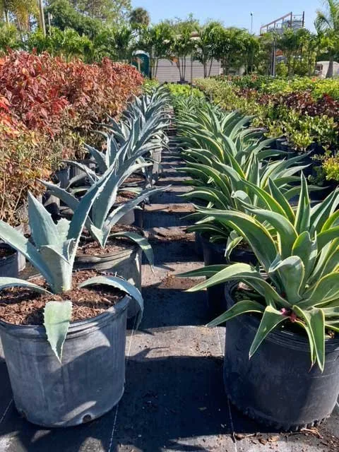 Expert landscape design in Lehigh Acres, FL by GDI Nursery & Landscaping