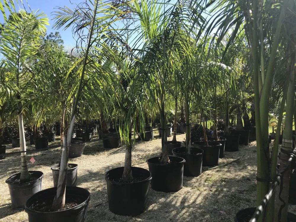 Expert yard cleanup service experts serving Lehigh Acres, FL - GDI Nursery & Landscaping