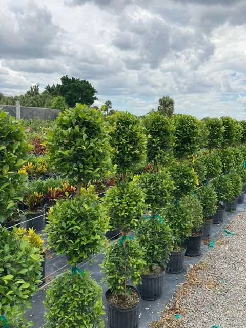 Custom yard cleanup service for beautiful yards across Lehigh Acres, FL - GDI Nursery & Landscaping