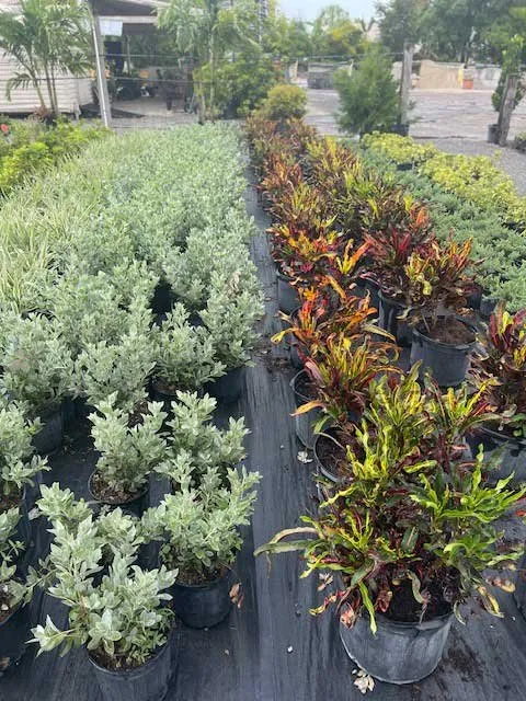 Trusted landscape design experts serving Lehigh Acres, FL - GDI Nursery & Landscaping