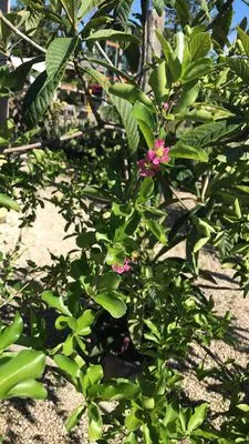 GDI Nursery & Landscaping Logo