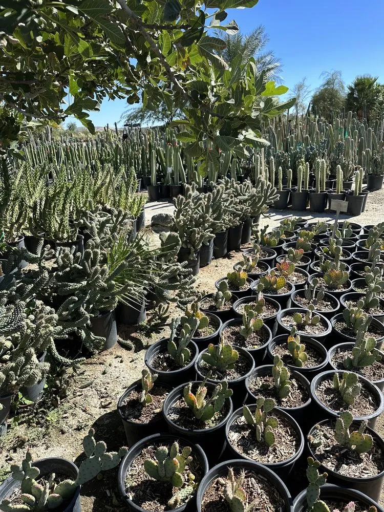 Reliable residential landscaping for beautiful yards in Desert Hot Springs, CA by GDNC Cactus & Desert Plant Nursery