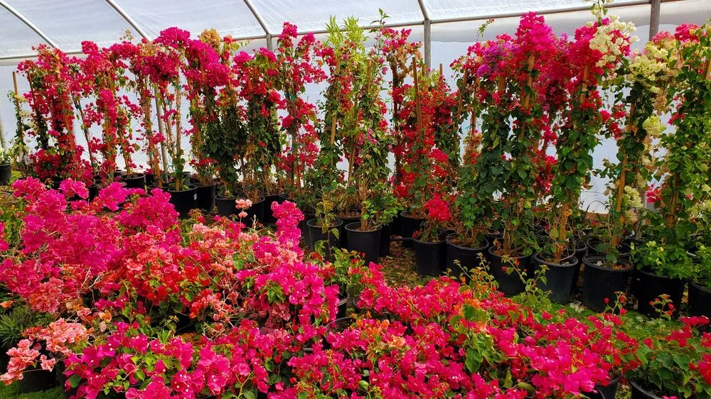 Trusted lawn mowing service in Desert Hot Springs, CA by GDNC Cactus & Desert Plant Nursery