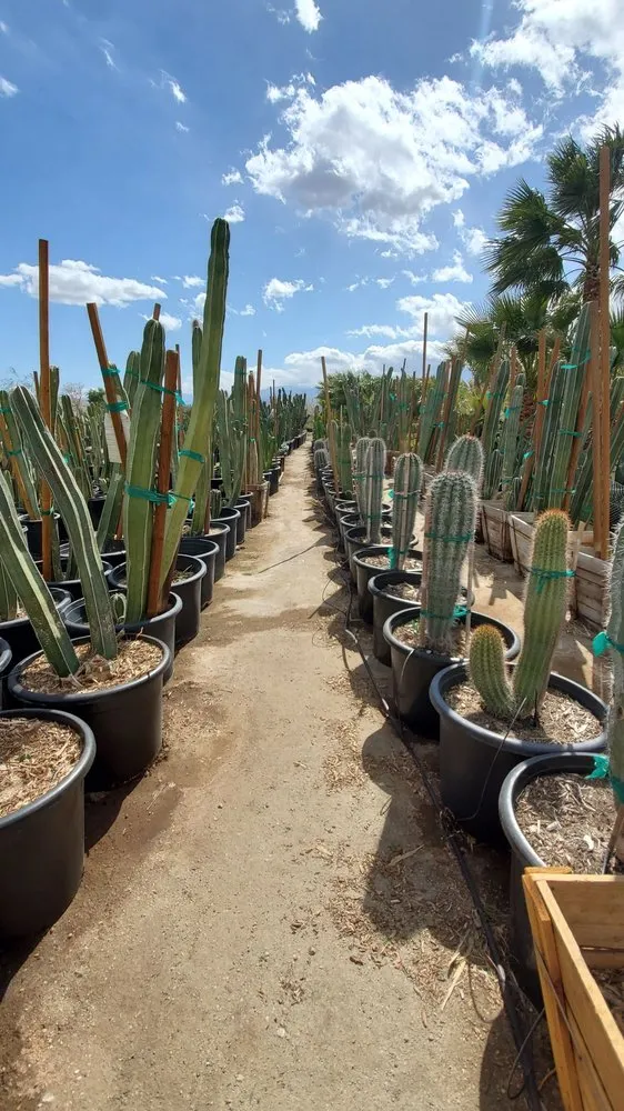 Expert landscape design in Desert Hot Springs, CA by GDNC Cactus & Desert Plant Nursery