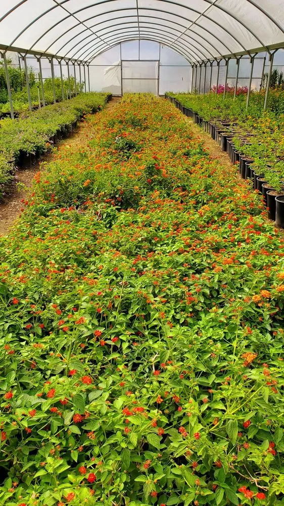 Local outdoor landscaping experts serving Desert Hot Springs, CA - GDNC Cactus & Desert Plant Nursery