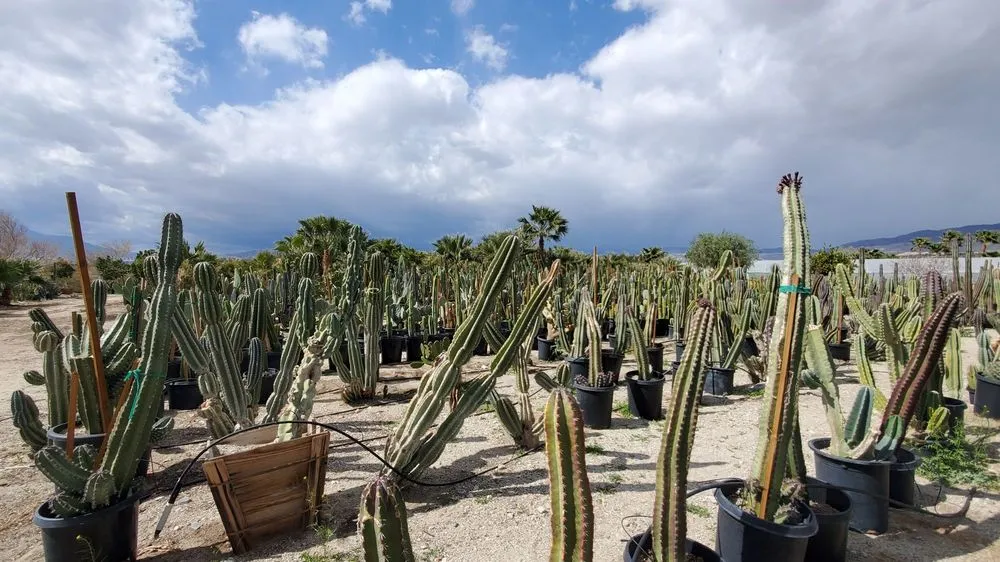 Professional lawn mowing service in Desert Hot Springs, CA - GDNC Cactus & Desert Plant Nursery