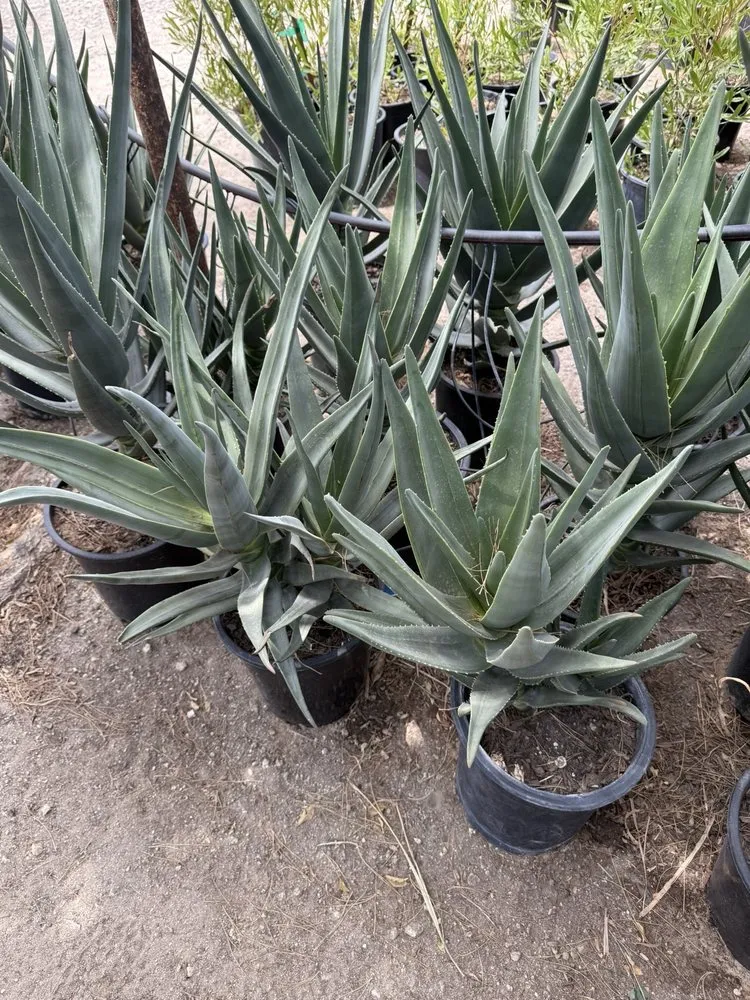 Trusted landscaping services experts serving Desert Hot Springs, CA - GDNC Cactus & Desert Plant Nursery