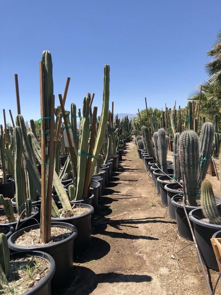 Reliable lawn mowing service for homes in Desert Hot Springs, CA by GDNC Cactus & Desert Plant Nursery