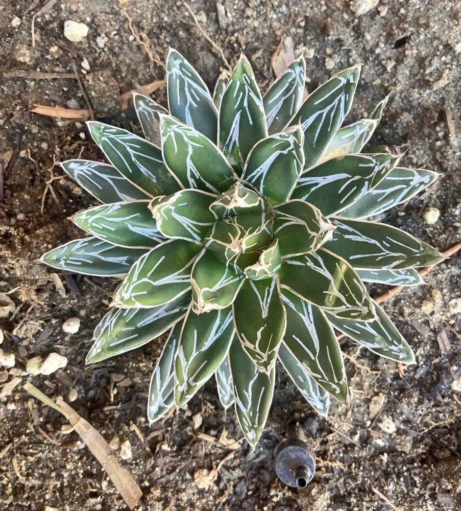 Expert residential landscaping experts serving Desert Hot Springs, CA - GDNC Cactus & Desert Plant Nursery