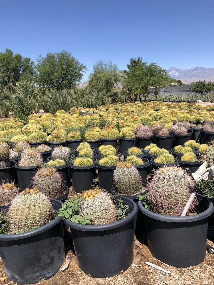 Custom landscape installation experts serving Desert Hot Springs, CA - GDNC Cactus & Desert Plant Nursery