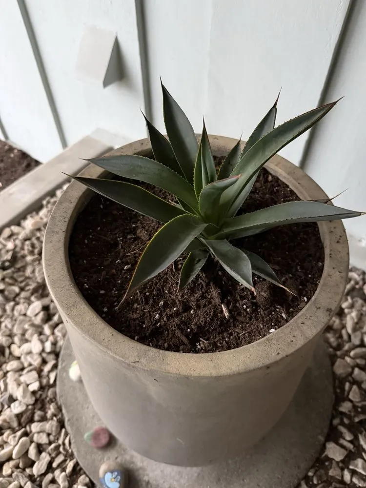 Local outdoor landscaping for homes in Desert Hot Springs, CA by GDNC Cactus & Desert Plant Nursery