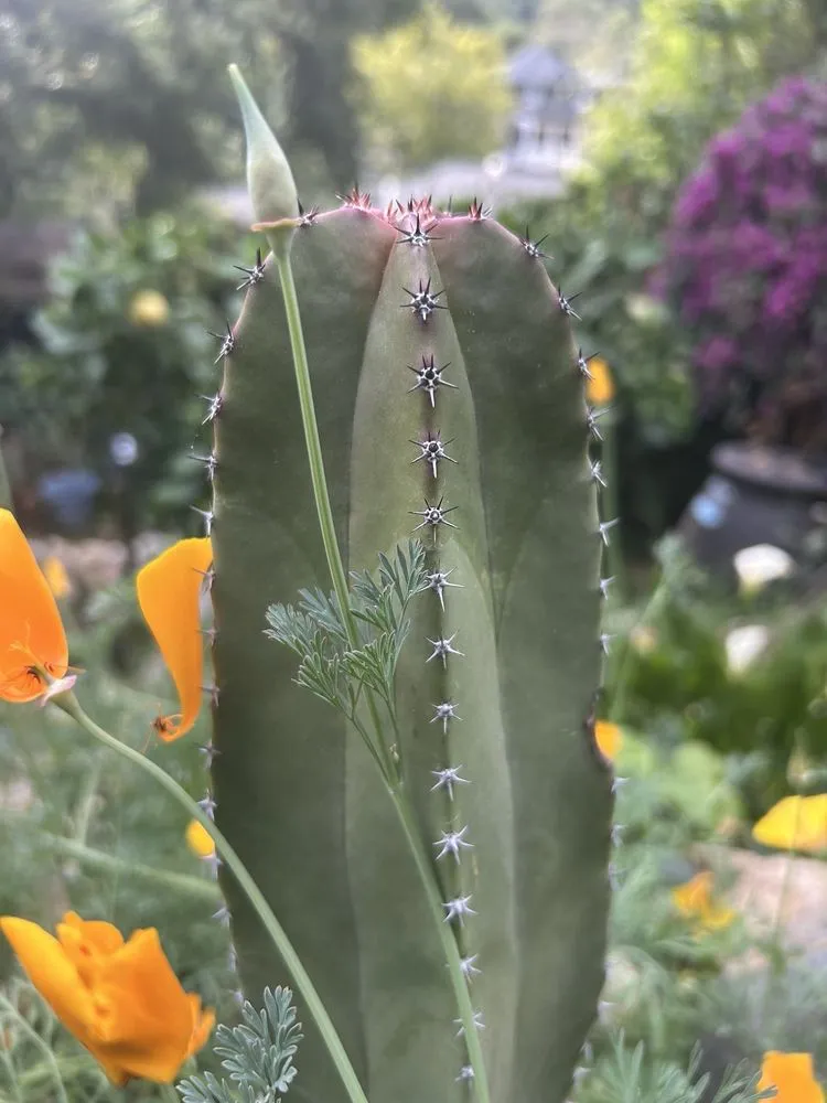 Expert garden landscaping for homes across Desert Hot Springs, CA - GDNC Cactus & Desert Plant Nursery