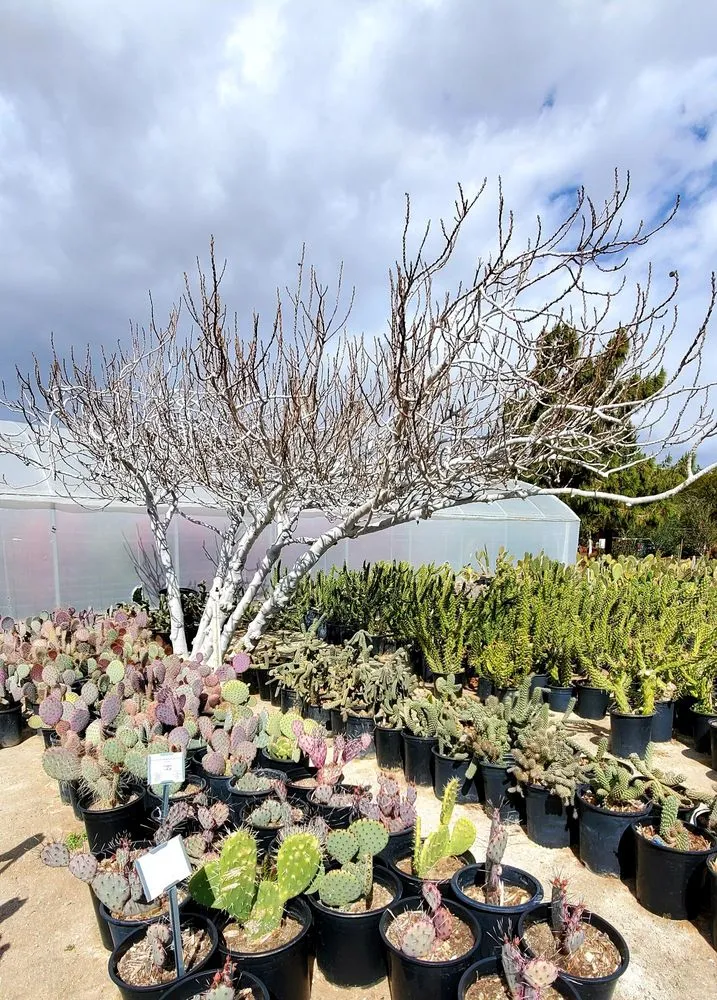 Top-rated lawn care service in Desert Hot Springs, CA by GDNC Cactus & Desert Plant Nursery