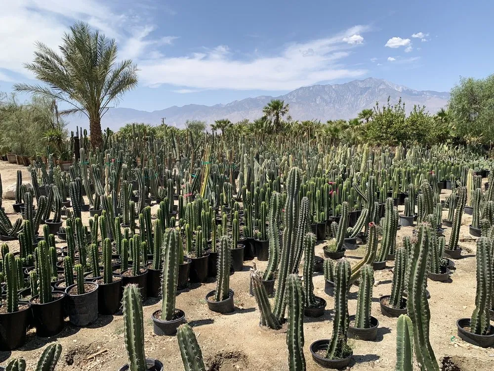 Local lawn mowing service experts serving Desert Hot Springs, CA - GDNC Cactus & Desert Plant Nursery