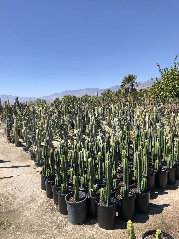 Reliable lawn care service in Desert Hot Springs, CA - GDNC Cactus & Desert Plant Nursery