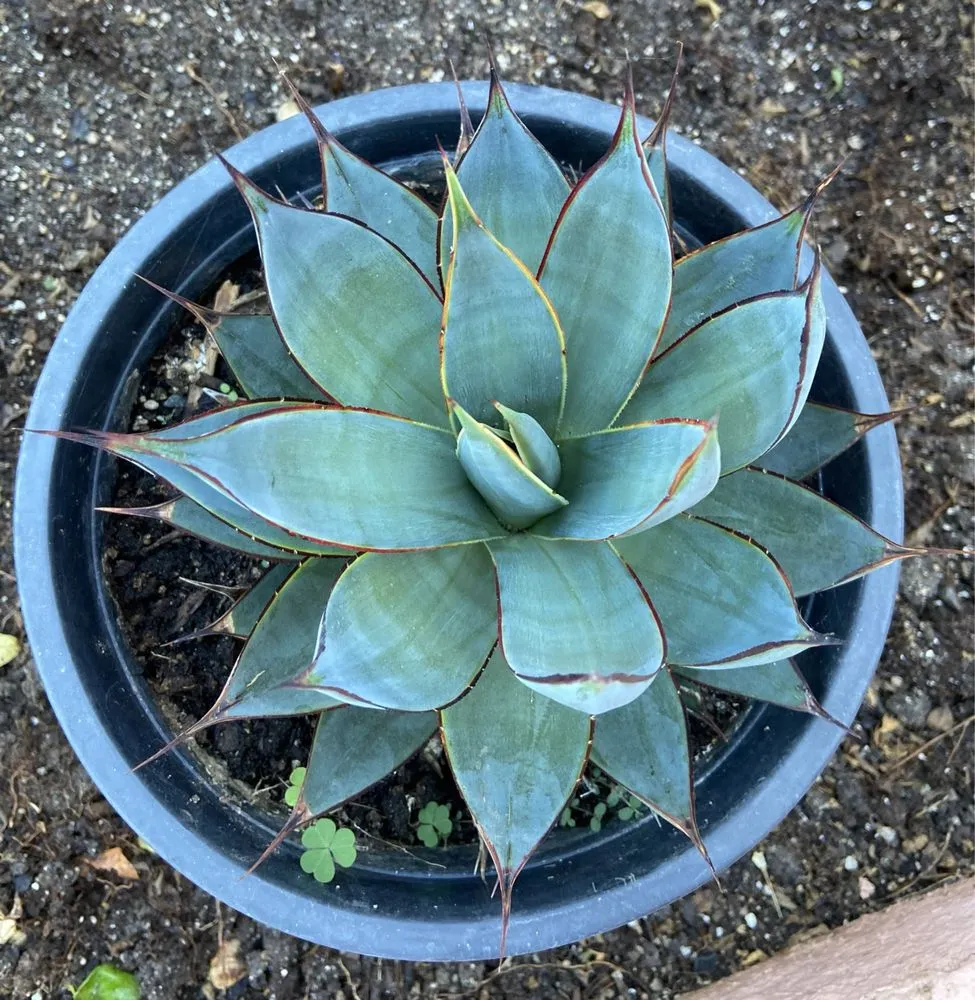 Custom outdoor landscaping in Desert Hot Springs, CA by GDNC Cactus & Desert Plant Nursery