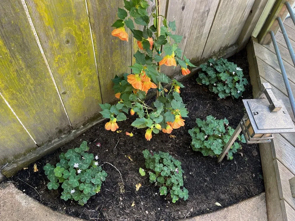 Expert lawn care service with custom design across Healdsburg, CA - Geared for Growing