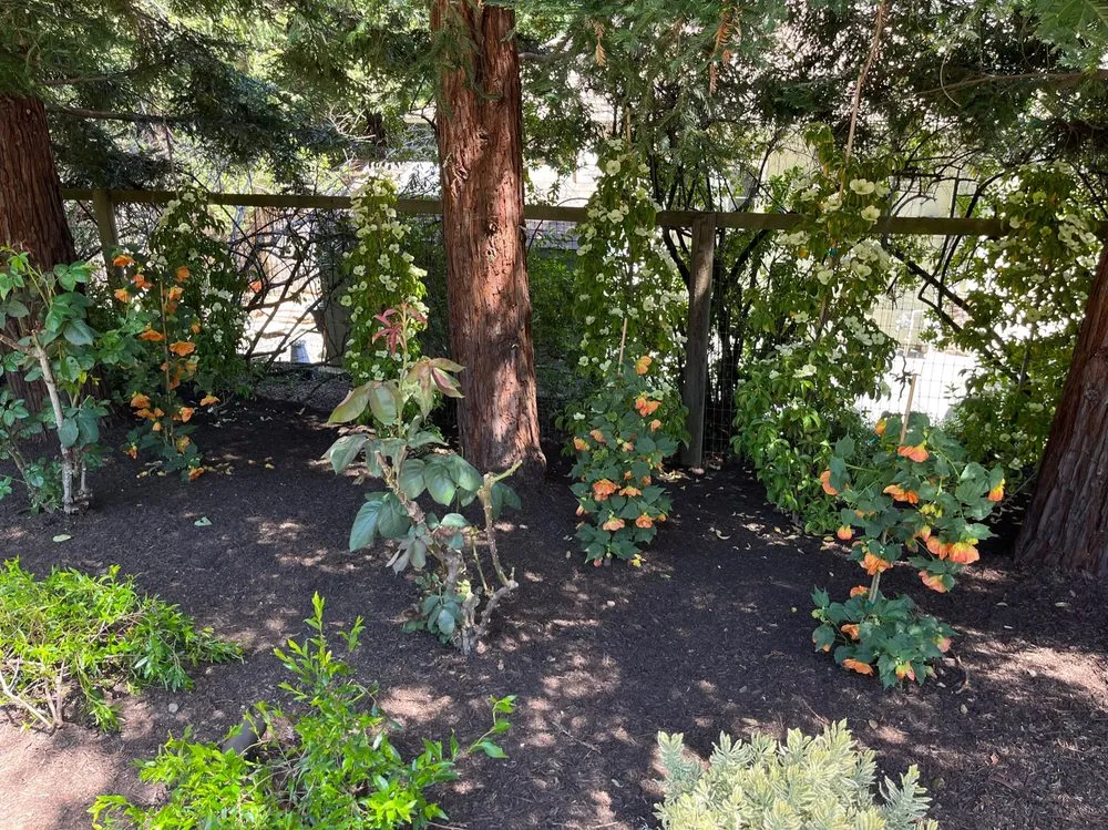 Top-rated yard cleanup service for year-round maintenance in Healdsburg, CA by Geared for Growing