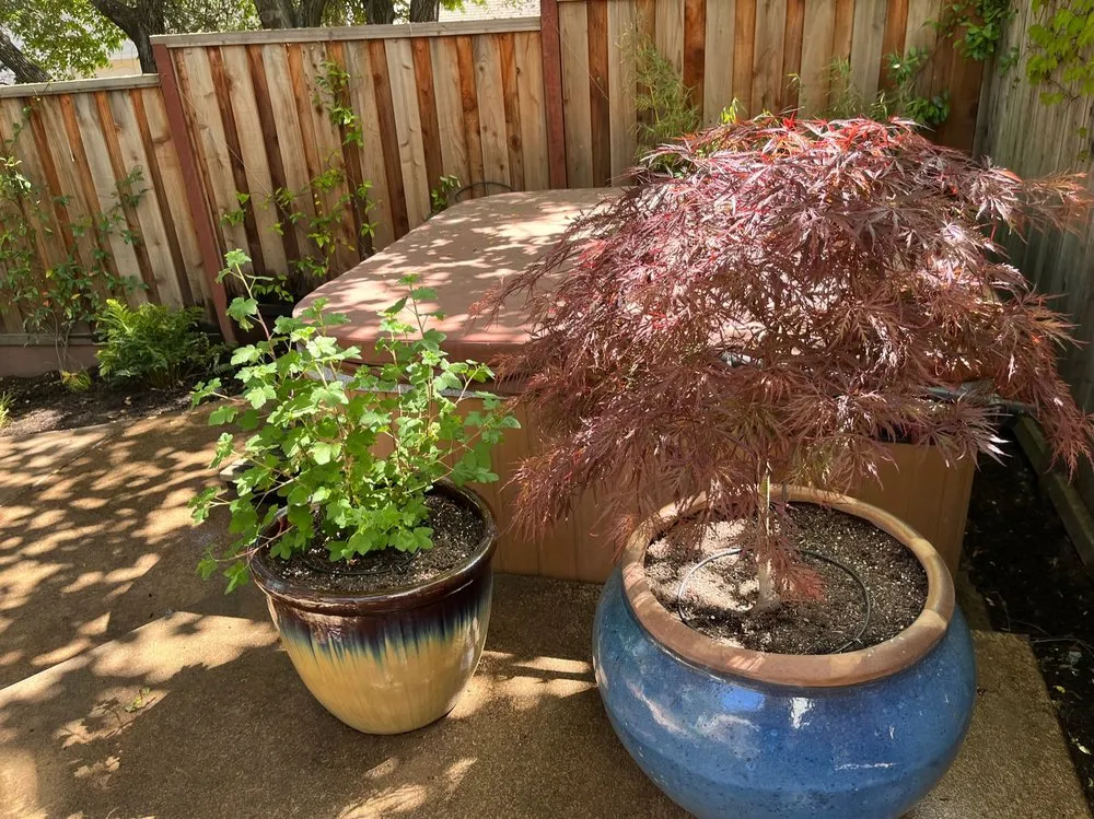 Local yard maintenance in Healdsburg, CA - Geared for Growing