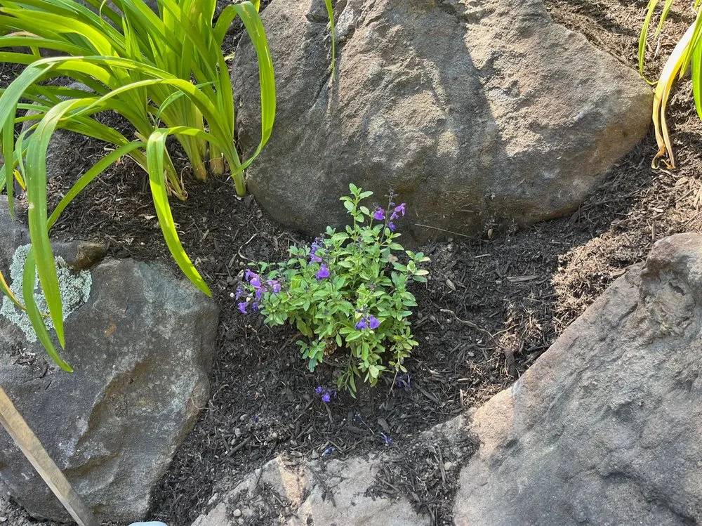 Reliable yard maintenance experts serving Healdsburg, CA - Geared for Growing