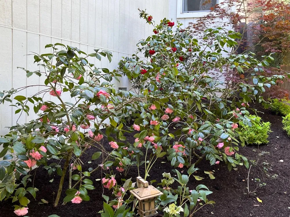 Trusted residential landscaping near you across Healdsburg, CA - Geared for Growing