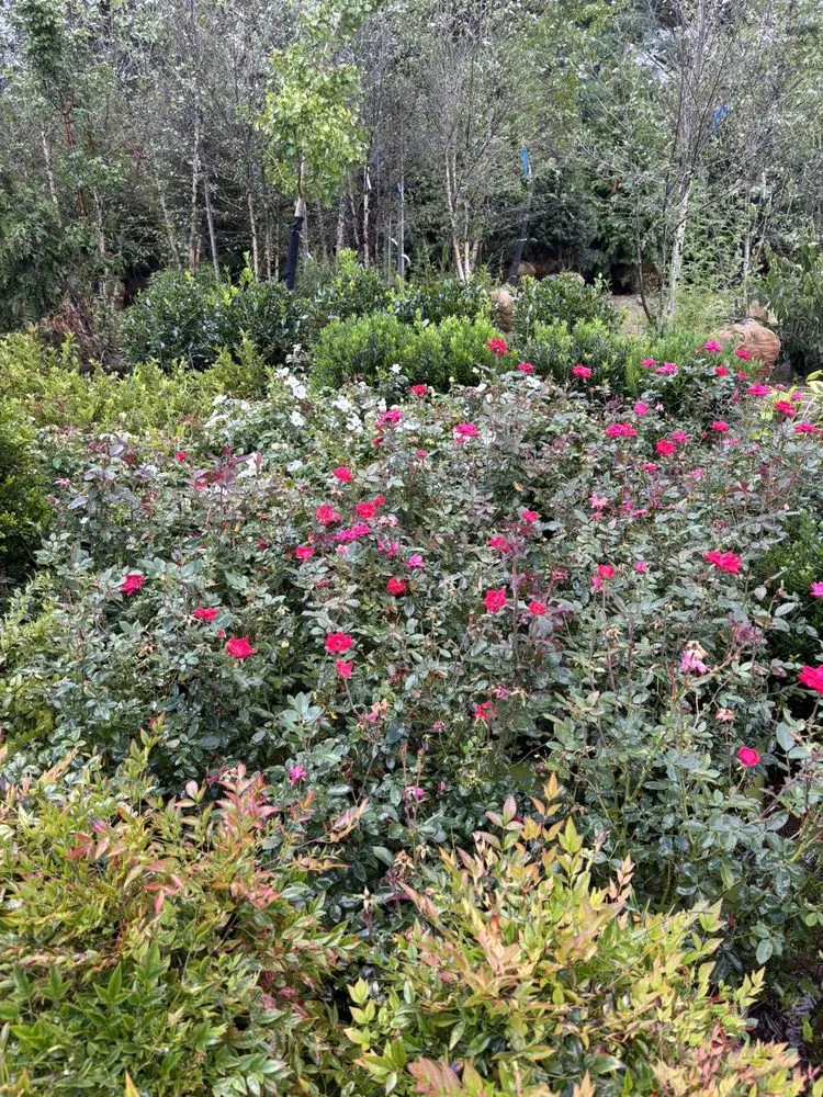 Expert lawn mowing service in Culpeper, VA by Gearing Landscaping