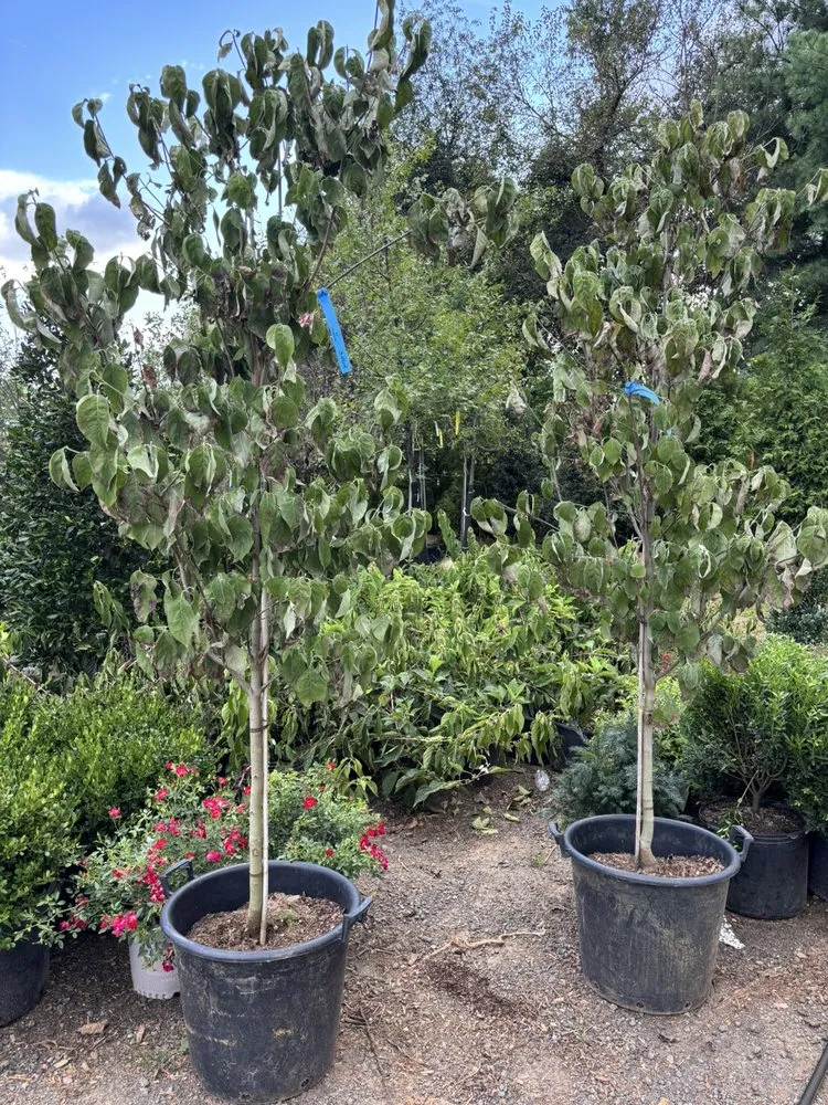 Local landscape design in Culpeper, VA by Gearing Landscaping