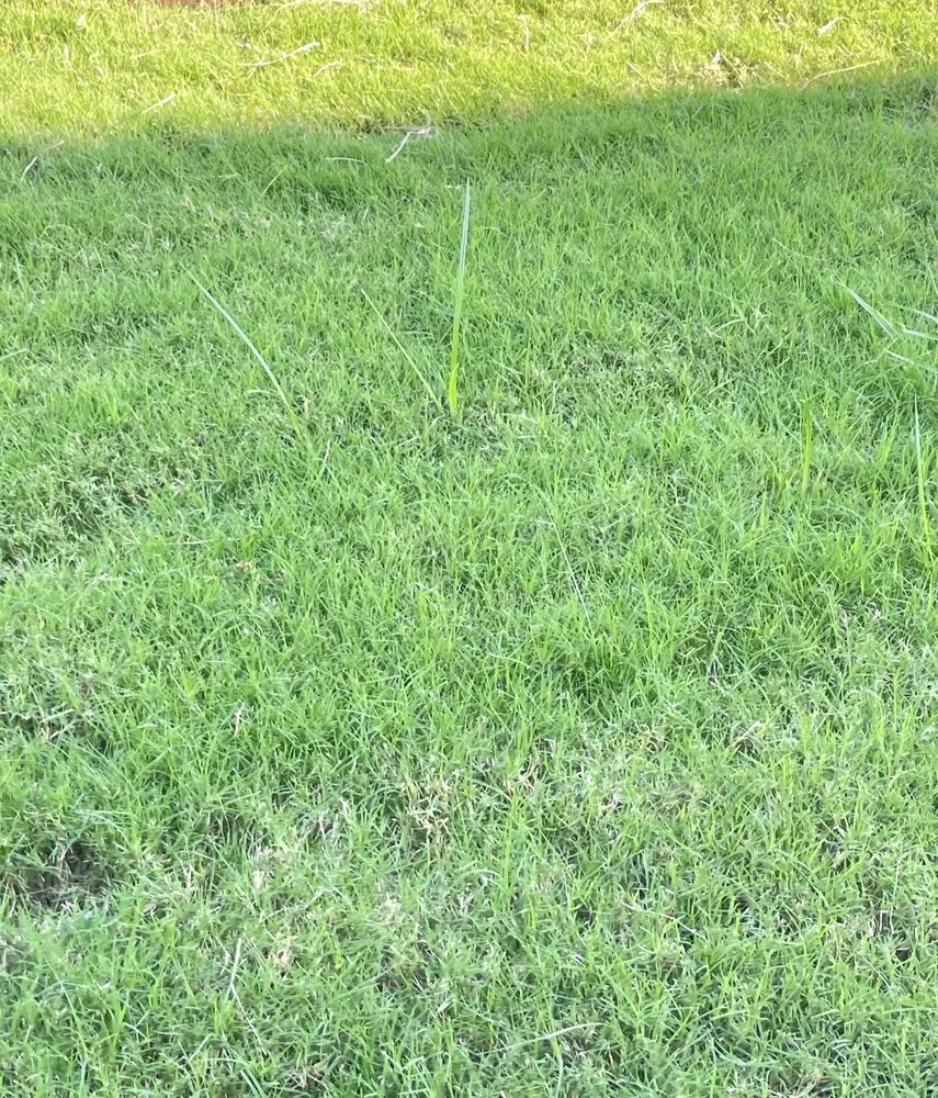 Top-rated yard maintenance experts serving Irving, TX - Gecko Green Lawn Care