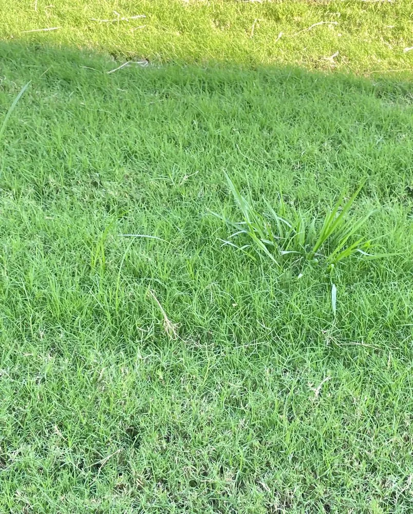 Top-rated lawn care service in Irving, TX - Gecko Green Lawn Care