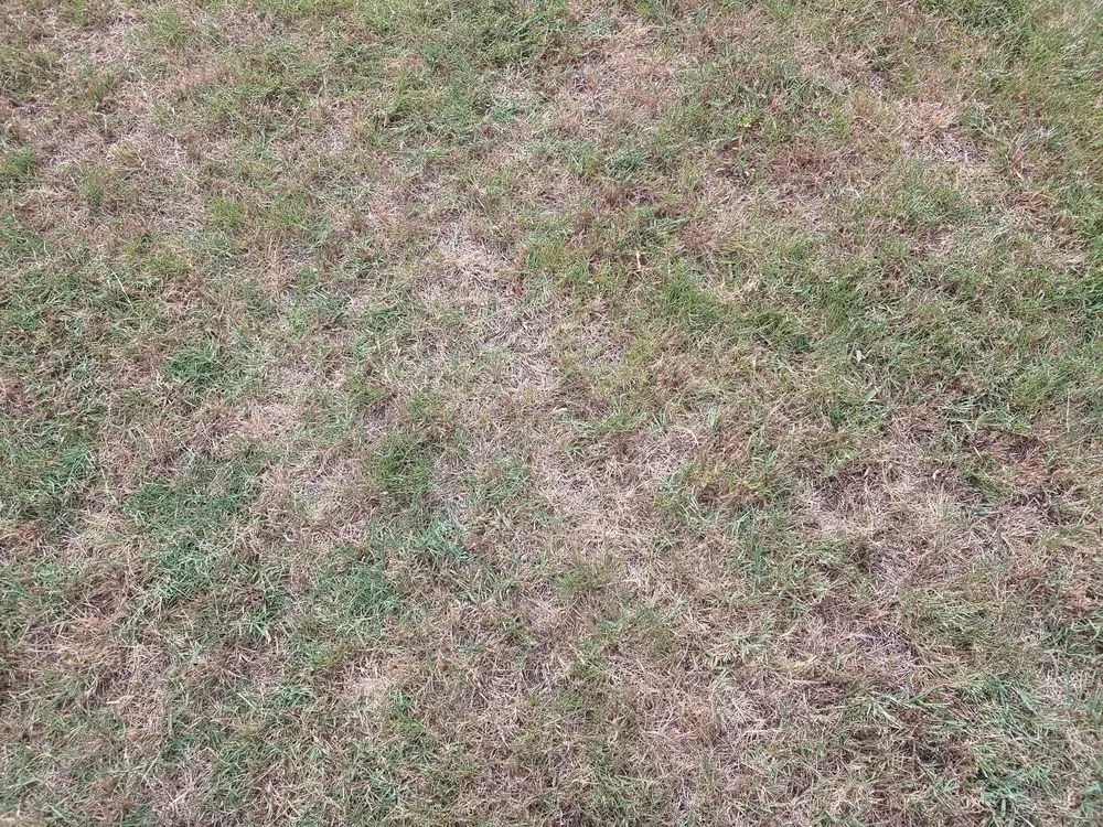 Reliable yard cleanup service experts serving Irving, TX - Gecko Green Lawn Care