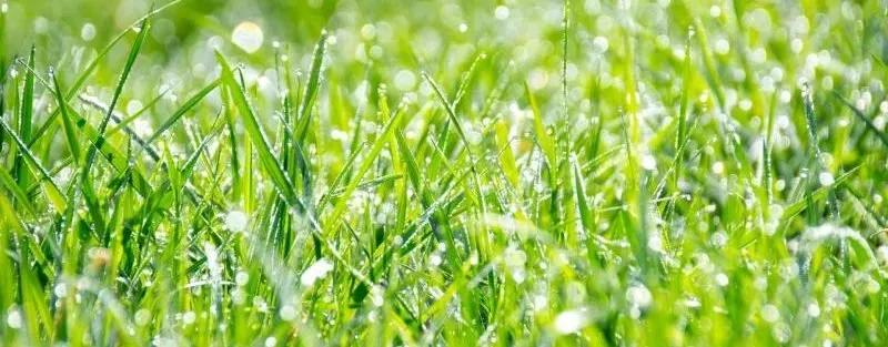 Top-rated yard maintenance in Richardson, TX by Gecko Green Lawn Care