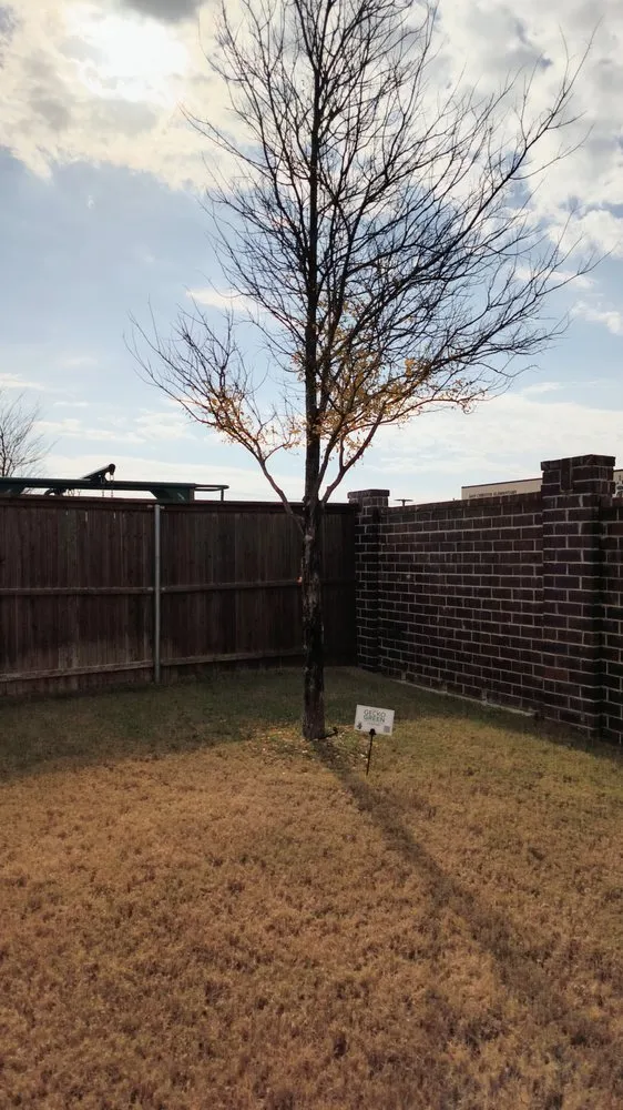 Affordable outdoor landscaping in McKinney, TX - Gecko Green