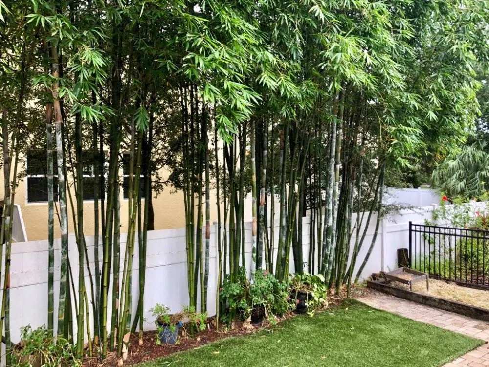 Top-rated lawn care service in St. Petersburg, FL - GED Tree & Lawn Care