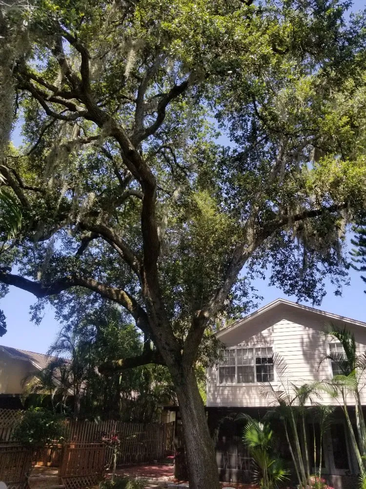 Reliable landscape design experts serving St. Petersburg, FL - GED Tree & Lawn Care