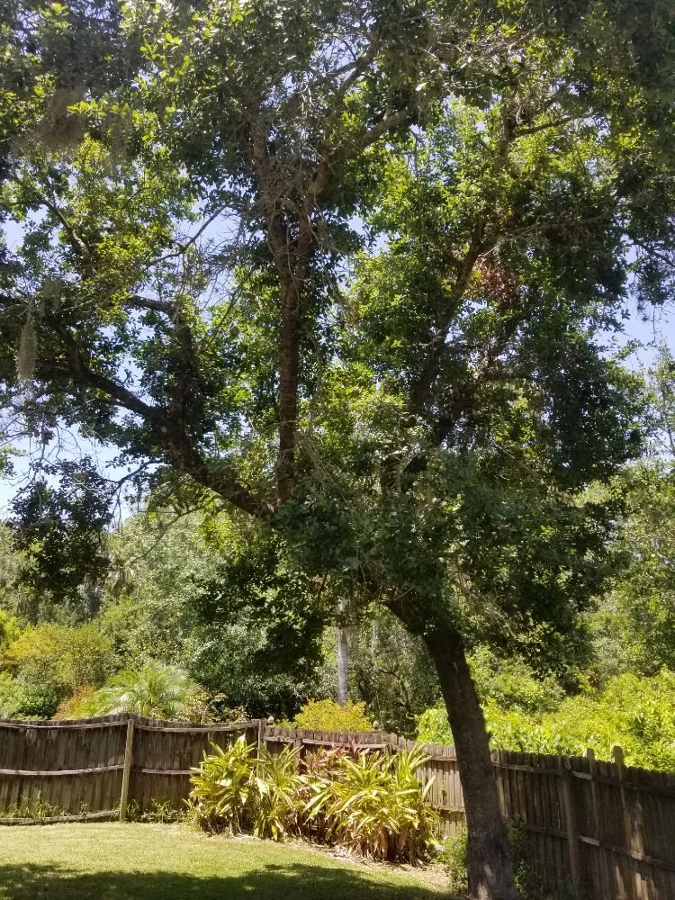 Expert landscape design in St. Petersburg, FL - GED Tree & Lawn Care