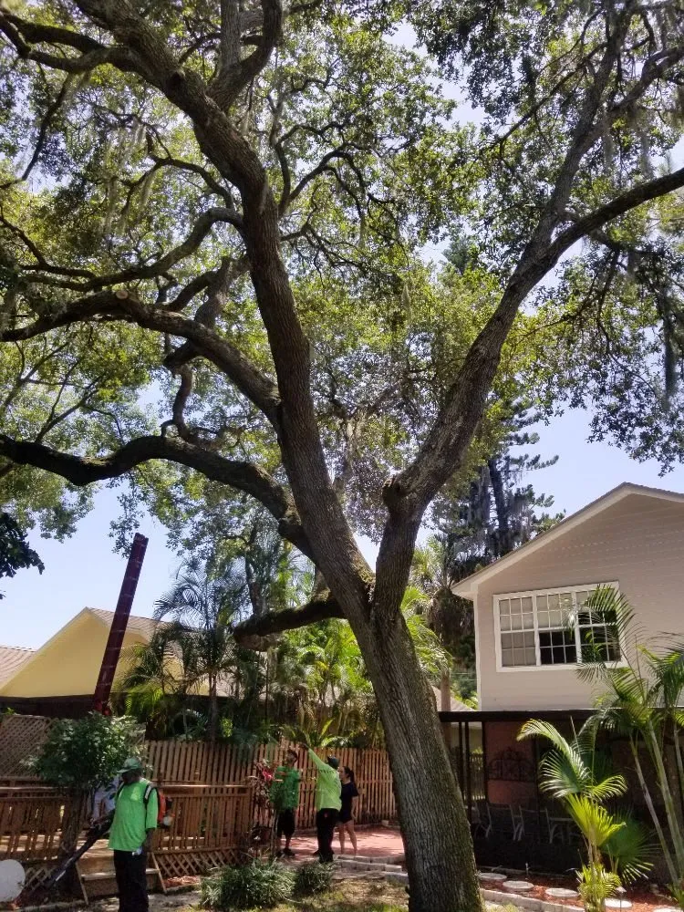 Affordable landscape design in St. Petersburg, FL by GED Tree & Lawn Care