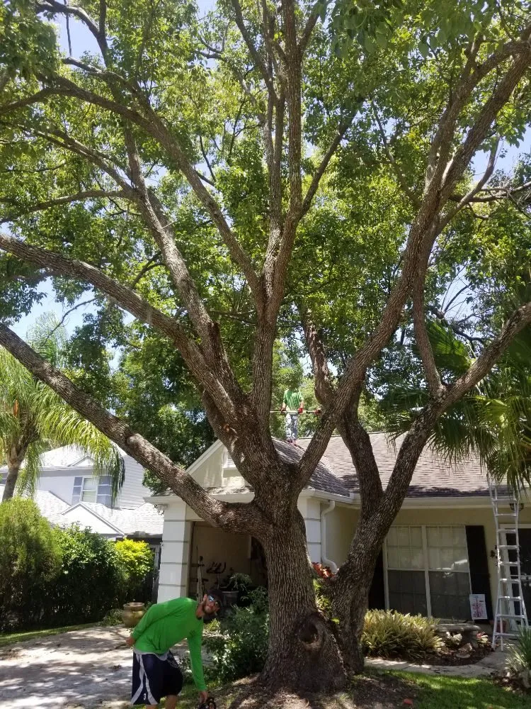 Top-rated residential landscaping near you in St. Petersburg, FL by GED Tree & Lawn Care